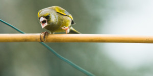 Beitragsbild des Blogbeitrags Lob des Zorns 