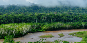 Beitragsbild des Blogbeitrags Lateinamerika: Weitere zwei Millionen Hektar Wald zerstört 