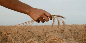 Beitragsbild des Blogbeitrags Profite mit dem Hunger: Instabilität und Spekulation auf den globalen Agrarmärkten 