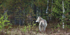 Beitragsbild des Blogbeitrags 31 Wölfe leben in Österreich – TopEasy aktuell 