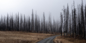 Beitragsbild des Blogbeitrags 200 Naturschützer*innen im Jahr 2021 getötet