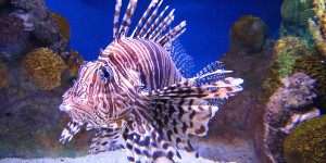Beitragsbild des Blogbeitrags Brasilien: Rotfeuerfisch breitet sich vor Nordostküste aus