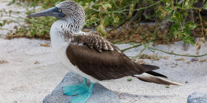 Beitragsbild des Blogbeitrags Peru: Bisher 22.000 an Vogelgrippe verstorbene Seevögel