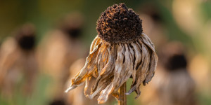 Beitragsbild des Blogbeitrags Klimakrise: Schneemangel im Winter sorgt für trockene Sommer