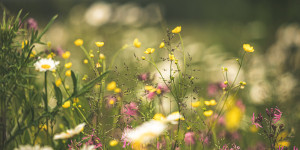 Beitragsbild des Blogbeitrags Wiese statt Rasen