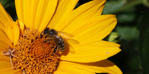 Beitragsbild des Blogbeitrags „Biodiversität als Verbündete“