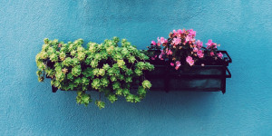 Beitragsbild des Blogbeitrags Burgenland ein Blumenland: Leider ein Witz