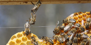 Beitragsbild des Blogbeitrags Brasilien: Europäische Pestizide befördern Bienensterben 