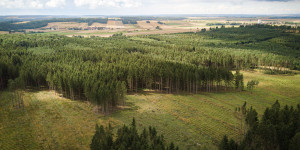 Beitragsbild des Blogbeitrags WWF-Bericht: Österreichs Wälder in besorgniserregendem Zustand 