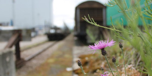 Beitragsbild des Blogbeitrags Bahnhof der Schmetterlinge: „Präzedenzfall für die Schweiz?“