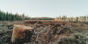 Beitragsbild des Blogbeitrags 177 Naturschützer*innen wurden 2022 getötet