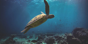 Beitragsbild des Blogbeitrags “Ohne Meer kein Leben” – so wichtig ist das Meeresschutzabkommen 