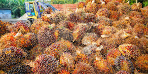 Beitragsbild des Blogbeitrags Guatemala: Starker Rückgang der Palmölproduktion erwartet