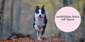 Beitragsbild des Blogbeitrags Herbstliche Spiele mit Tieren 