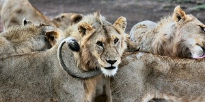 Beitragsbild des Blogbeitrags Bist du der Dümmste am Tisch?