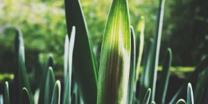 Beitragsbild des Blogbeitrags Gartenpflege vom Profi aus Gänserndorf