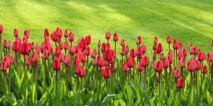 Beitragsbild des Blogbeitrags Welche Gartenarbeiten stehen im Frühjahr an?