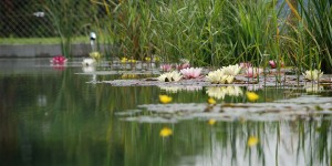 Beitragsbild des Blogbeitrags Schwimmteich selbst anlegen oder einen Profi beauftragen? 