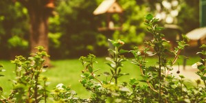 Beitragsbild des Blogbeitrags Tipps für einen pflegeleichten Garten 