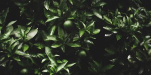 Beitragsbild des Blogbeitrags So pflanzen Sie eine Kirschlorbeerhecke