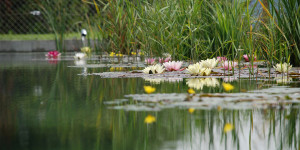 Beitragsbild des Blogbeitrags Schwimmteich selbst anlegen oder einen Profi beauftragen?