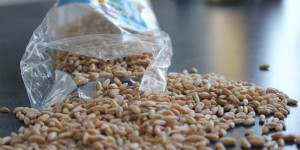 Beitragsbild des Blogbeitrags Dojo-Kur am Winterende: Dinkel auf den Tisch