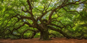 Beitragsbild des Blogbeitrags TreeView Control with Windows Apps