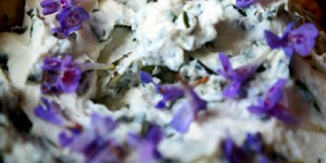 Beitragsbild des Blogbeitrags Gierschaufstrich mit Gundermannblüten …und frohe Ostern…