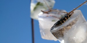 Beitragsbild des Blogbeitrags Eisgirlande …aus dem Tiefkühlschrank…