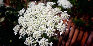 Beitragsbild des Blogbeitrags Wilde Möhre …Booklove „Lob des Unkrauts“…