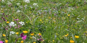 Beitragsbild des Blogbeitrags Naturspaziergang „Essbare Pflanzen der Alpen“ 