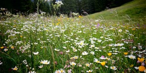 Beitragsbild des Blogbeitrags Naturspaziergang Frühling [3] 