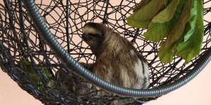Beitragsbild des Blogbeitrags Ein Besuch im Sloth Sanctuary Costa Rica 