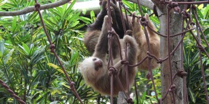 Beitragsbild des Blogbeitrags Ein Besuch im Jaguar Rescue Center Costa Rica 