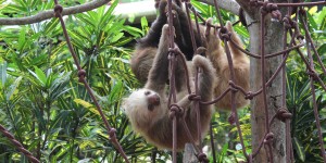Beitragsbild des Blogbeitrags Ein Besuch im Jaguar Rescue Center Costa Rica
