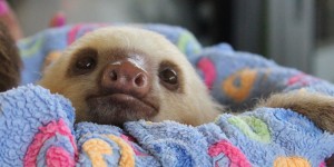 Beitragsbild des Blogbeitrags Toucan Rescue Ranch – Frühstück mit Babyfaultieren