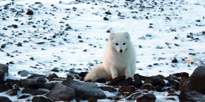 Beitragsbild des Blogbeitrags Arktis Fototour – Polarfüchse, Rentiere und Schneehühner