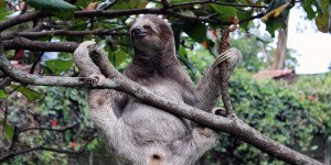 Beitragsbild des Blogbeitrags Unser schönster Roadtrip: eine Woche Costa Rica