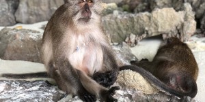 Beitragsbild des Blogbeitrags Phi Phi Inseln in der Regenzeit – Ausflüge & Aktivitäten