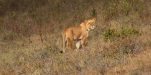 Beitragsbild des Blogbeitrags Südafrika Reise – Beste Reisezeit, Wetter & Klima Südafrikas