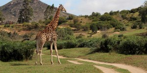 Beitragsbild des Blogbeitrags Südafrika Sehenswürdigkeiten – Südafrika Rundreise Highlights und Route