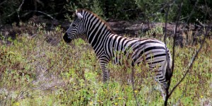 Beitragsbild des Blogbeitrags Safari Südafrika – Big Five und die Highlights aus Südafrikas Tierwelt