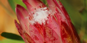 Beitragsbild des Blogbeitrags Pflanzenwelt Südafrika – die artenreiche Flora in Südafrika