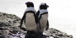 Beitragsbild des Blogbeitrags Boulders Beach und Foxy Beach – Pinguine Südafrika
