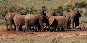 Beitragsbild des Blogbeitrags Addo Elephant Park Südafrika – Big Five Safari auf eigene Faust im Addo Nationalpark 