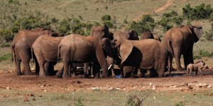 Beitragsbild des Blogbeitrags Addo Elephant Park Südafrika – Big Five Safari auf eigene Faust im Addo Nationalpark