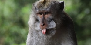 Beitragsbild des Blogbeitrags Monkey Forest Ubud Bali – Tipps für einen Besuch im Affenwald von Ubud
