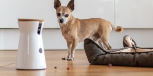 Beitragsbild des Blogbeitrags Furbo Hundekamera – Bellt er oder nicht 