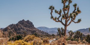 Beitragsbild des Blogbeitrags Die schönsten Reisefotos – Joshua Tree Nationalpark Bilder