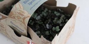 Beitragsbild des Blogbeitrags Impressionen der Woche